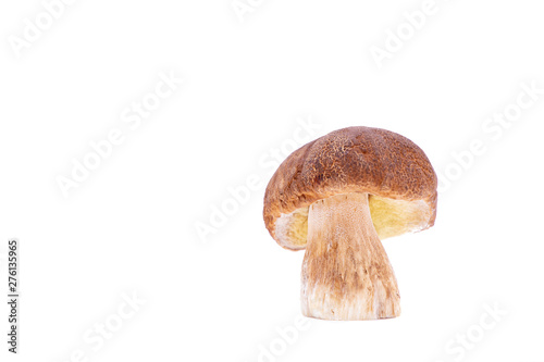 Boletus Edulis Cep