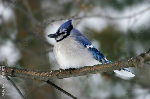 Blue Jay, Cyanocitta cristata, perched with seed