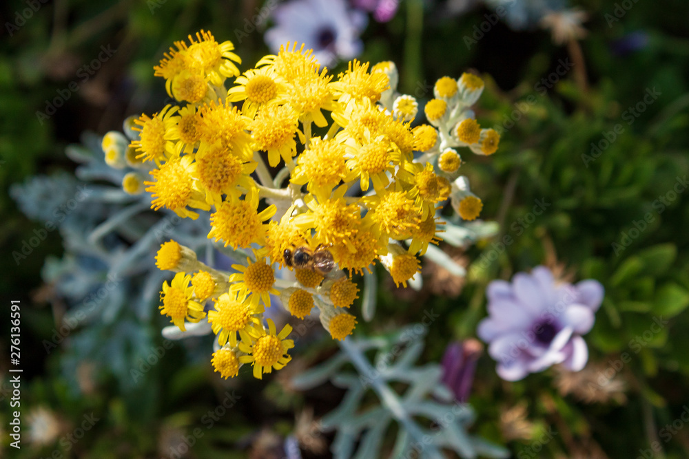 Fleur aune Stock Photo | Adobe Stock