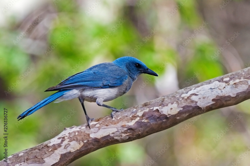 Mexican Jay, Aphelocoma wollweberi, perched