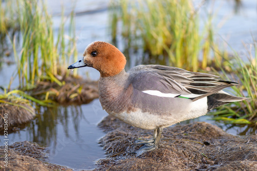 Male eurasian wigeon in a natural environment photo