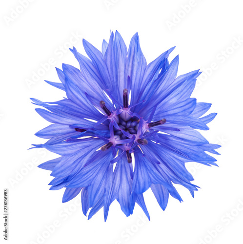 Fototapeta Naklejka Na Ścianę i Meble -  Blue cornflower head