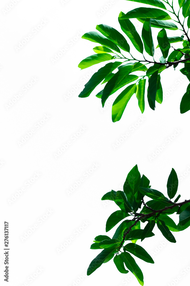 The branch green leaves of  Custard  isolated on white background