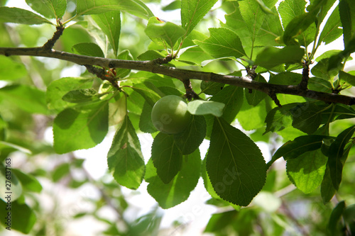 Green plum grows on the tree