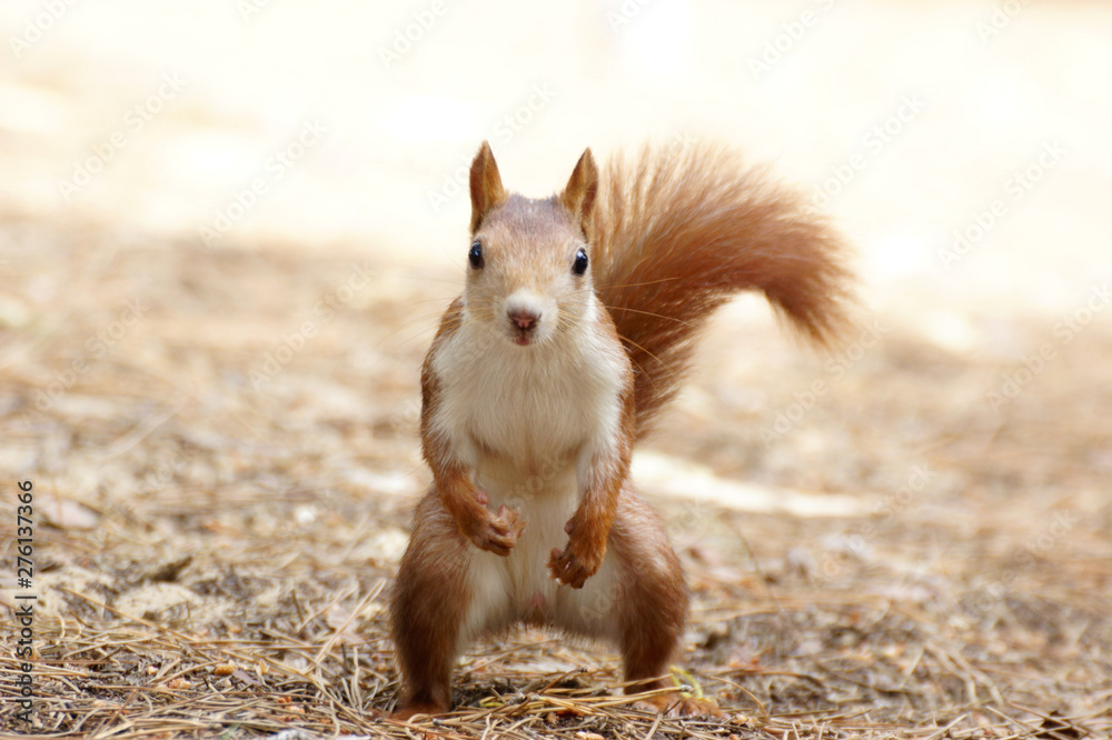 A brazen squirrel in park Sofia in Guardamar del Segura