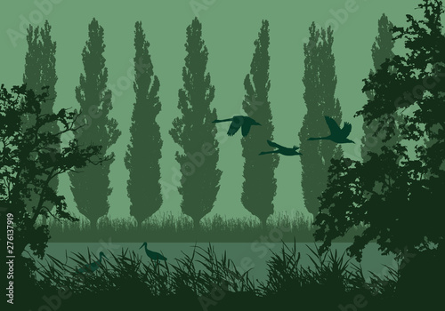 Realistic landscape illustration with wetlands and swamp. Reeds and green grass with trees, poplars and flying birds. Storks and swans under morning sky, vector