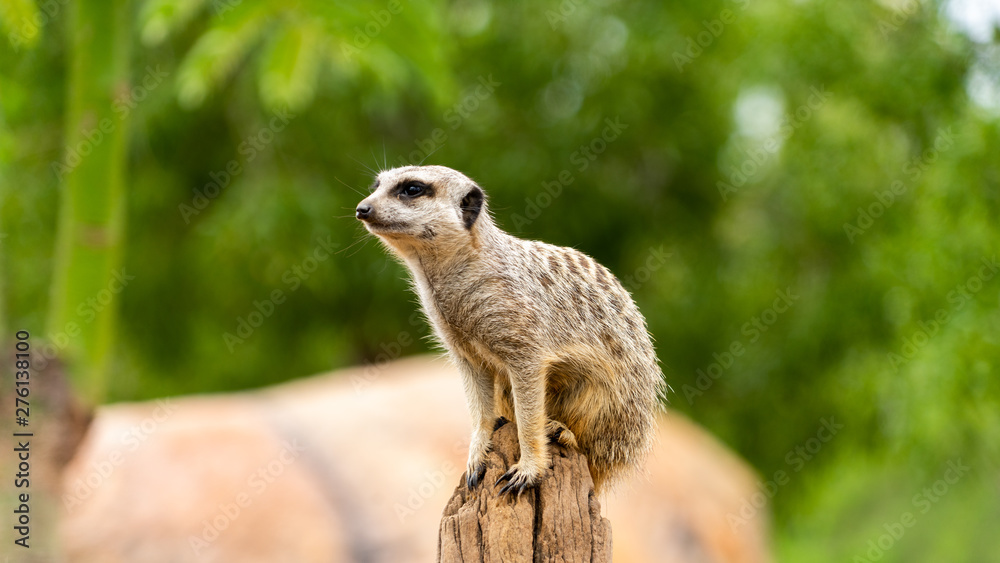 Obraz premium Meerkat relaxing