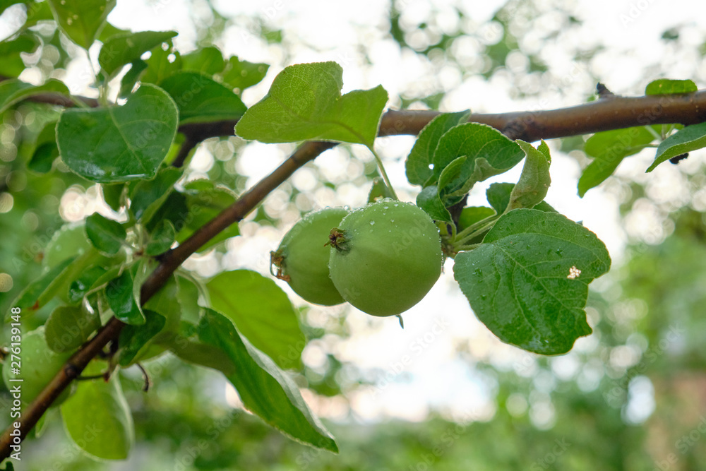 young green apples on a branch after a rain. Apple fruits Выделите текст, чтобы посмотреть примеры