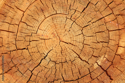 tree annual ring as a background