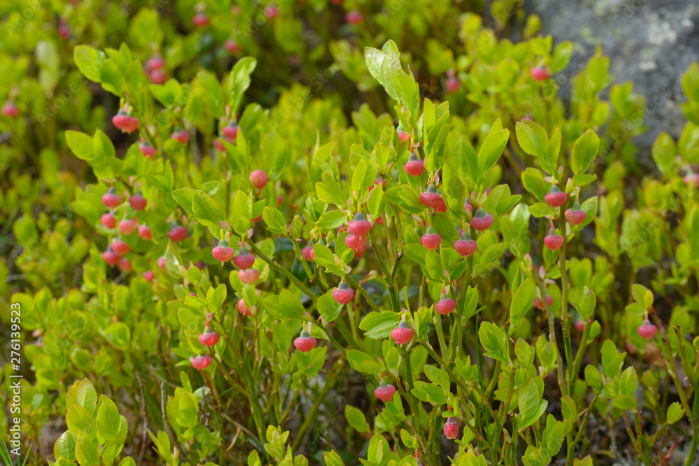 A lot of blueberry bushes with flowers close-up.Vaccinium myrtillus.