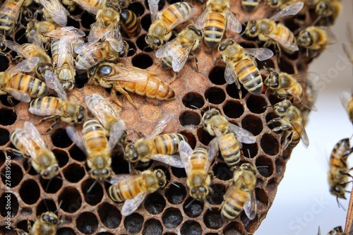 farming honey bees