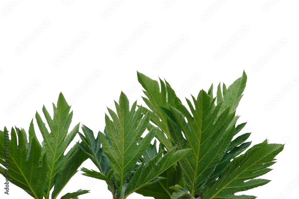 Breadfruit plant with leaves branches on white isolated background for green foliage backdrop 