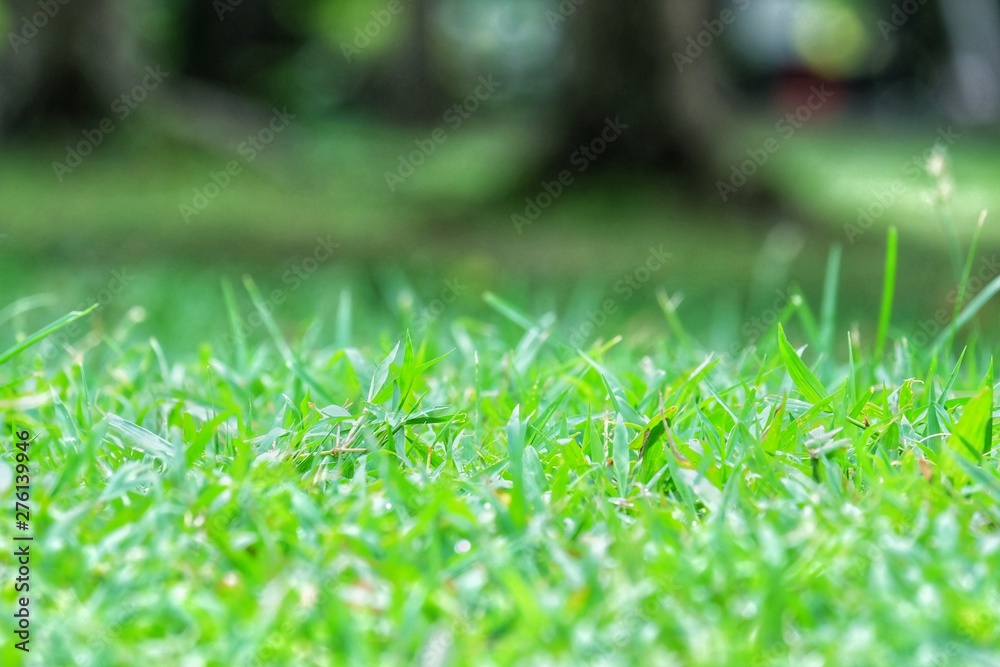 In selective focus green grass field with bokeh light and blur nature background at the park in bright day In selective focus green grass field with bokeh light and blur nature background at the park in bright day