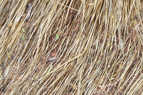 A dried grass dying in the field area for background texture 