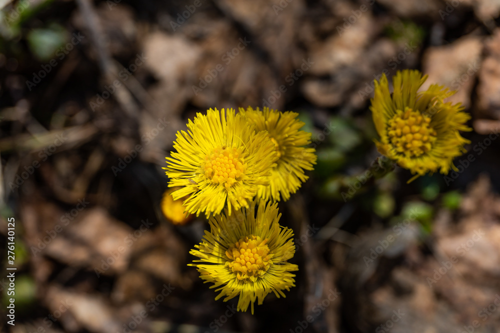In the spring, a new life begins in nature, buds open and flowers bloom In the spring, a new life begins in nature, buds open and flowers bloom