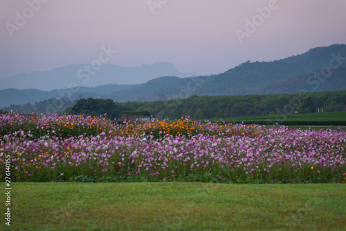 colorful flower filed in sunset with mountain background