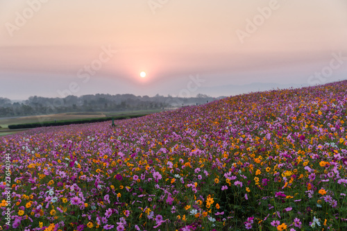 Fototapeta Naklejka Na Ścianę i Meble -  colorful flower filed in sunset with mountain background