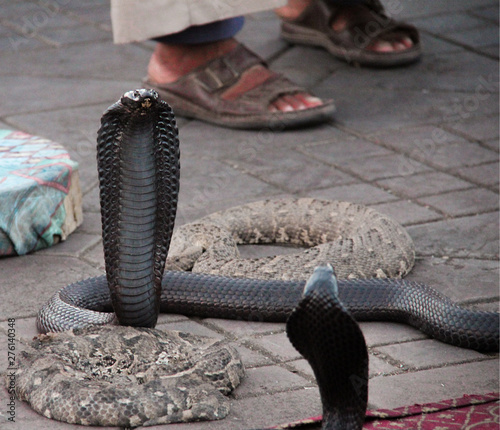 Snake charmer with 4 snakes in Africa.