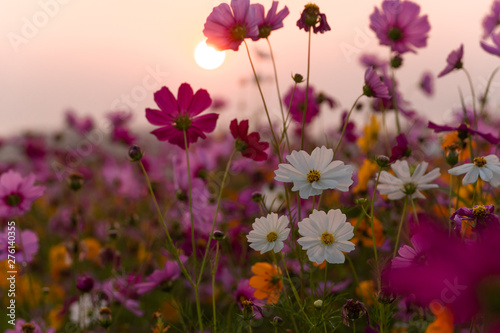 Fototapeta Naklejka Na Ścianę i Meble -  colorful flower filed in sunset with mountain background