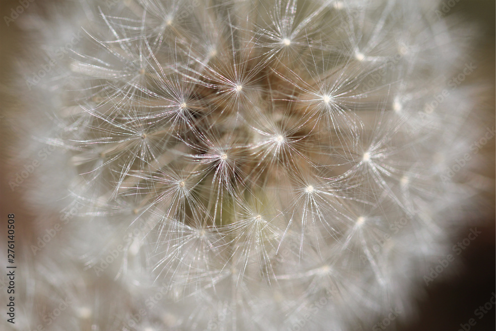 Fototapeta premium Dandelion clock macro shot in spring in Germany.