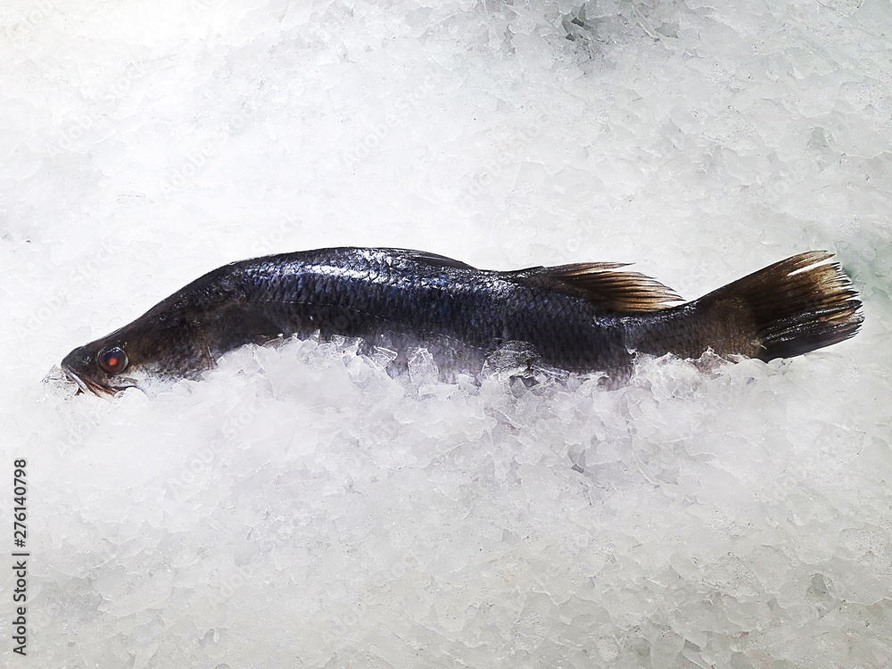 Obraz premium Fresh Snapper on Ice