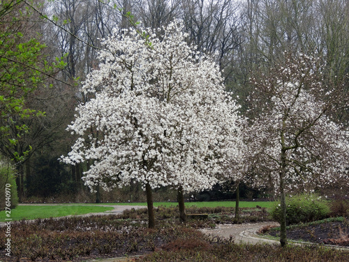 Magnolia Lebner, Magnolia × loebneri Merrill, during flowering
