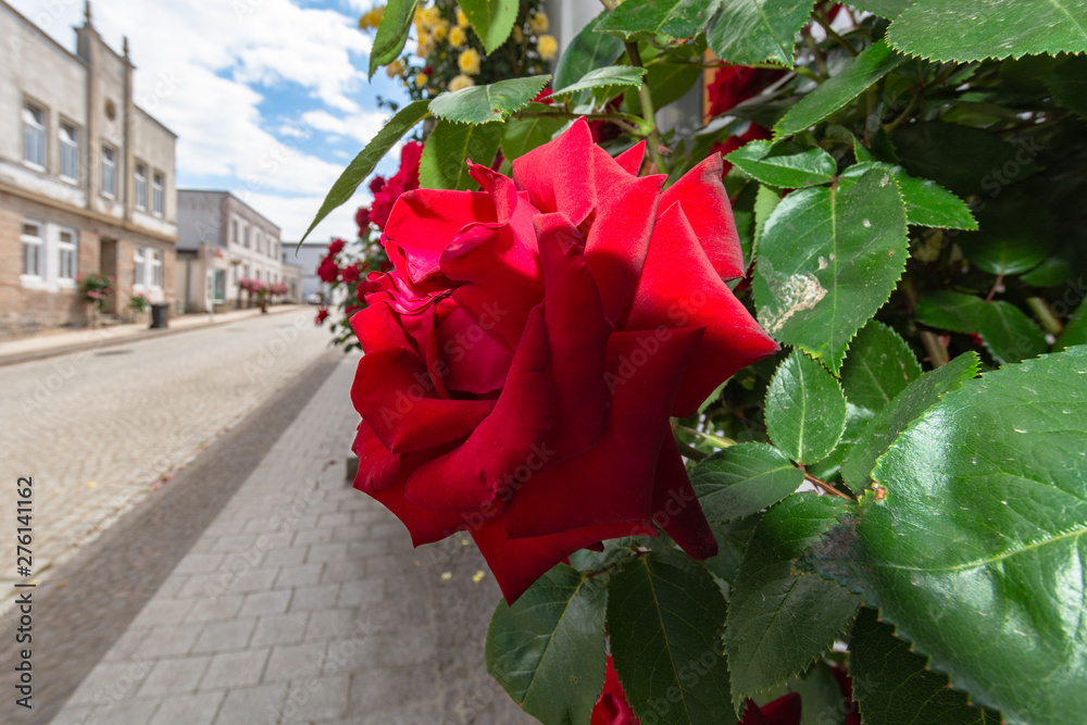 Ingrid Bergman rote Rose, Rosenstadt Putbus Stock Photo | Adobe Stock