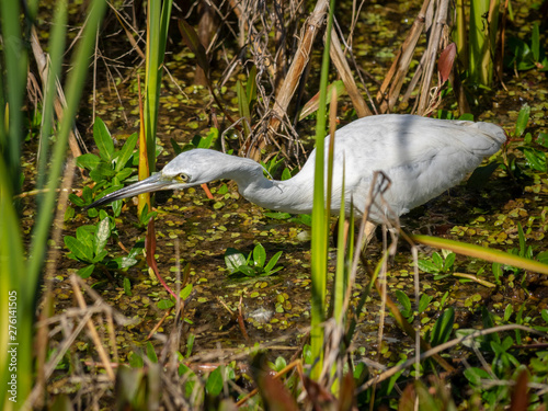 Juvinile Snowy Egret fishing in water photo