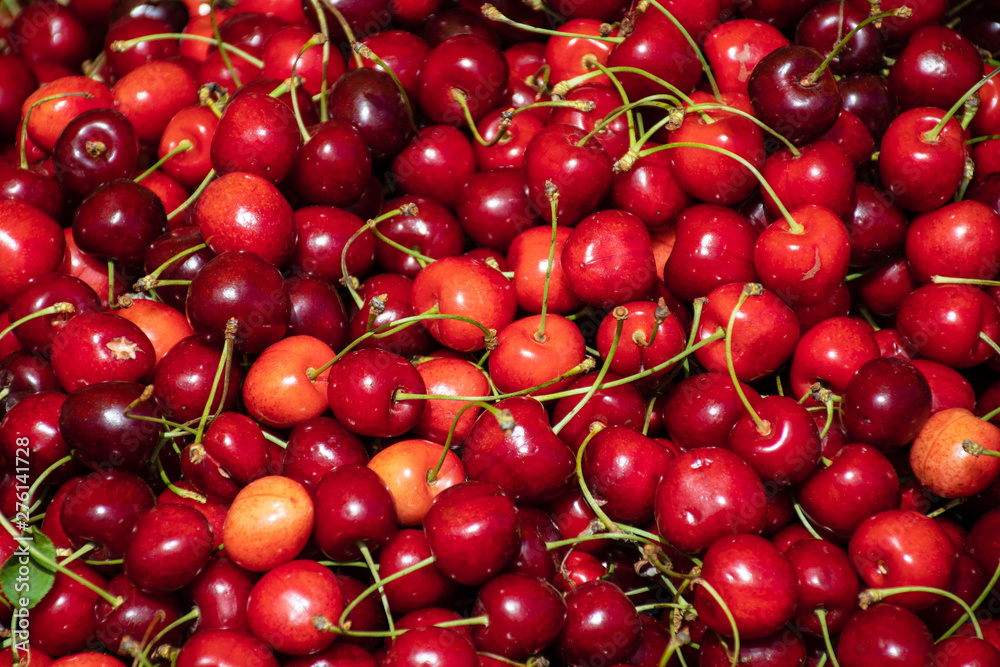 Fresh cherries in a farmer agricultural open air market, seasonal healthy food. Concept of biological, bio products, bio ecology, grown by yourself, vegetarians Fresh cherries in a farmer agricultural open air market, seasonal healthy food. Concept of biological, bio products, bio ecology, grown by yourself, vegetarians