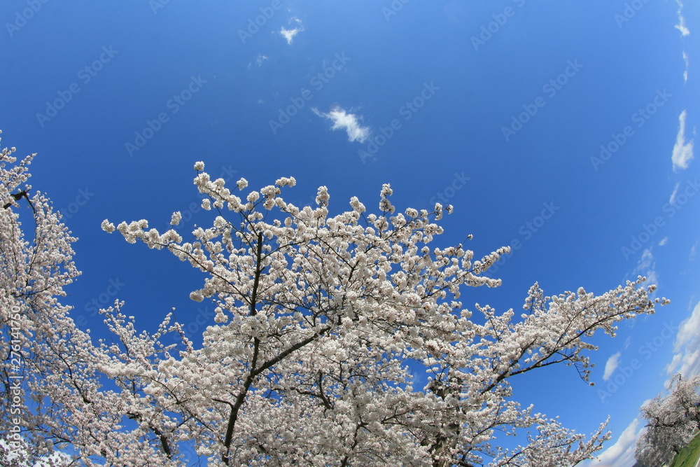 桜　青空　雲