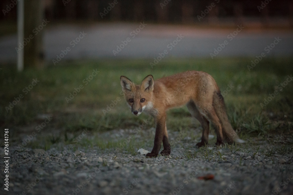 red fox in grass