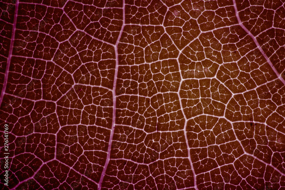 Obraz premium leaf close up in the detail