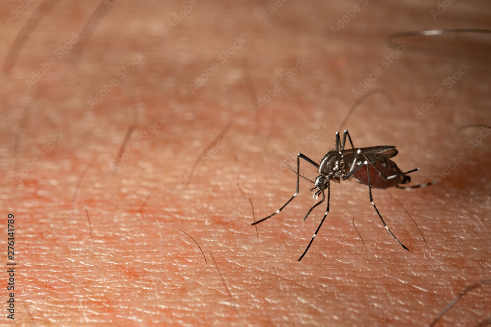 mosquito on a human skin sucking blood mosquito on a human skin sucking blood