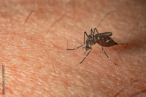 mosquito on a human skin sucking blood