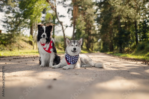 Two dogs celebrate Independence Day