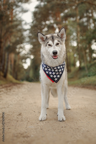 Alaskan Malamute celebrates Independence Day