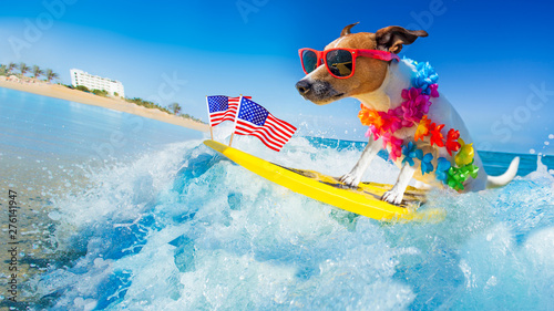 surfer dog  at the beach
