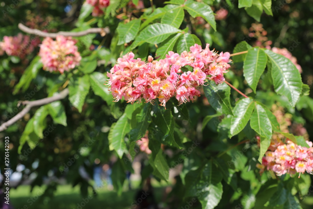 pink flowers in the garden