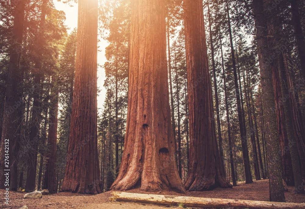 Ancient Sequoias Woodland - obrazy, fototapety, plakaty 