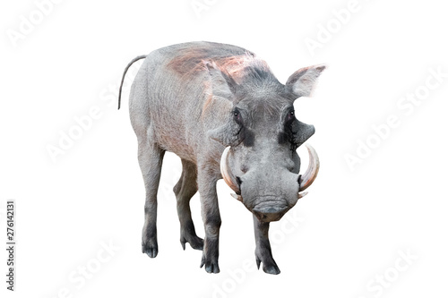 warthog on white background photo