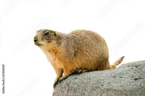 Valokuva black tailed prairie dog  isolated on white