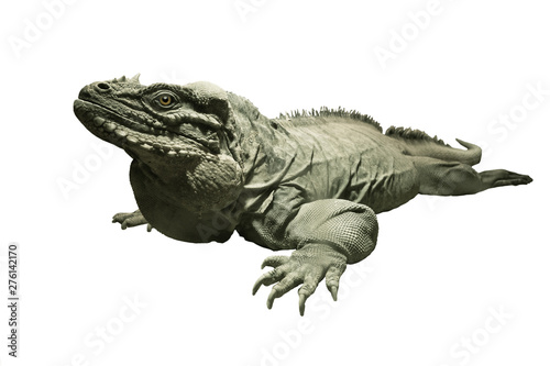  rhinoceros iguana  isolated on white