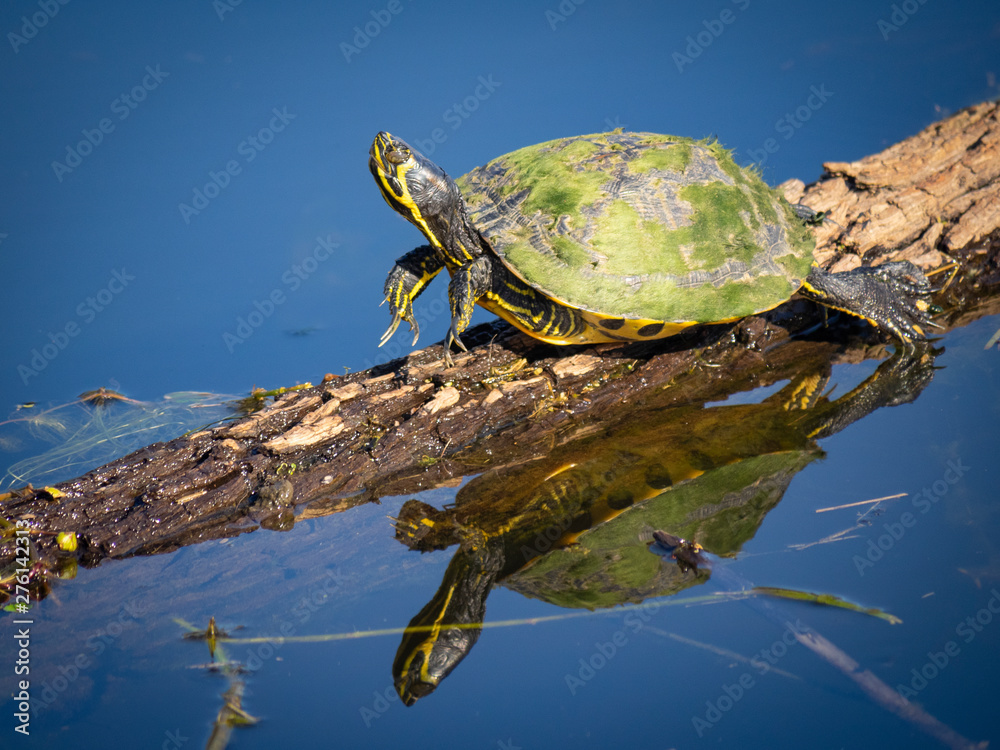 Cute little turtle takin sun and stretching on wood in water Cute little turtle takin sun and stretching on wood in water