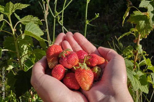 Strawberry harvest. Strawberries in female hands
