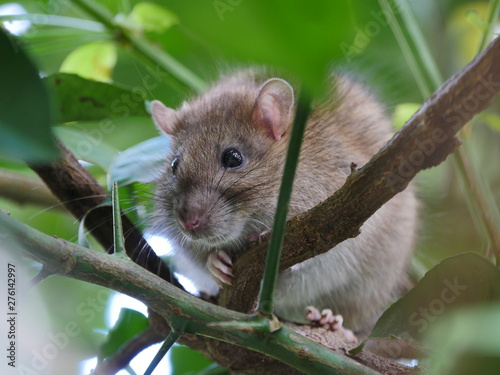 Rat perching on tree