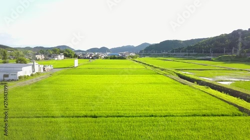 夏の田んぼ。緑の稲。空撮。やや低空で前進して上昇。福岡。v07 photo