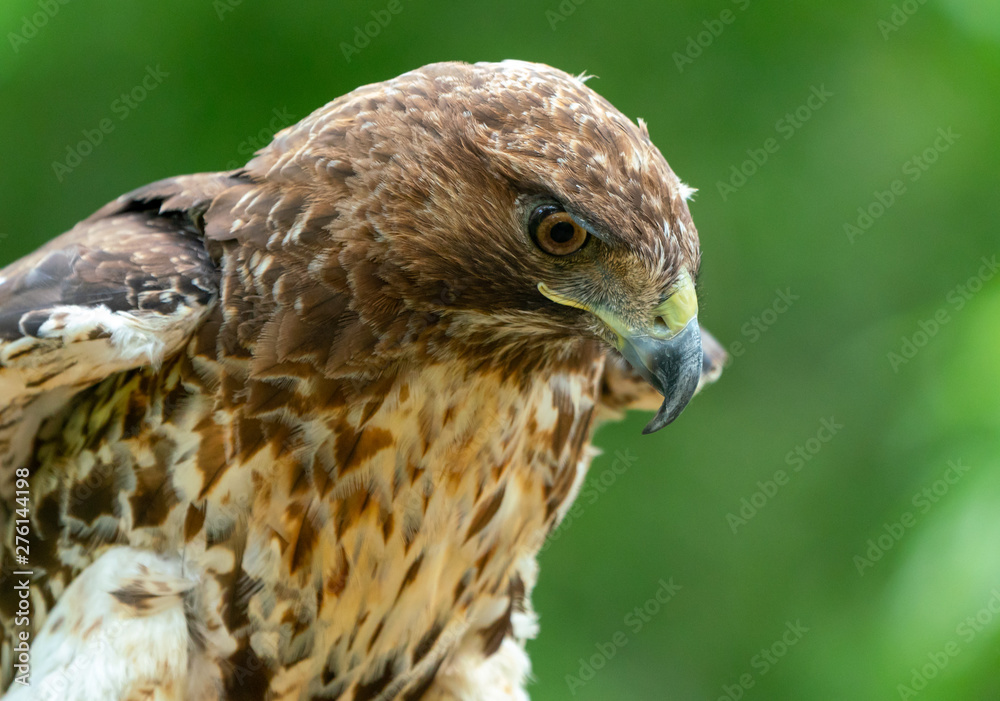 red-tailed hawk or Buteo jamaicensis close-up portrait red-tailed hawk or Buteo jamaicensis close-up portrait