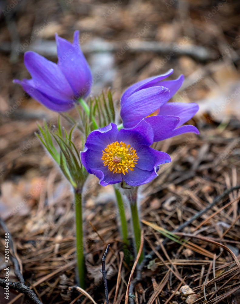 Pulsatilla patens or Eastern pasqueflower Pulsatilla patens or Eastern pasqueflower