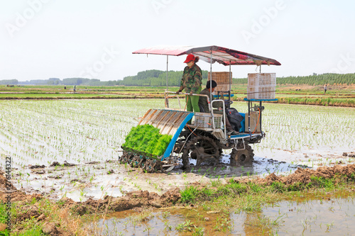 rice planting mechanization operation in the fields, tangshan city, hebei province, China