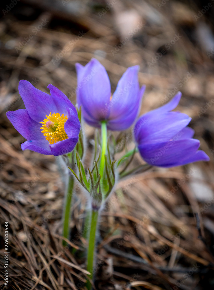Pulsatilla patens or Eastern pasqueflower Pulsatilla patens or Eastern pasqueflower